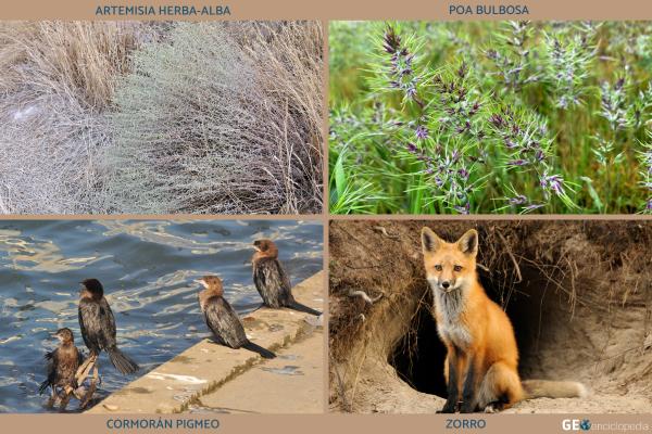Río Éufrates - Flora y Fauna del Río Éufrates