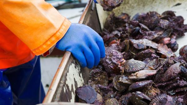 Científicos alertan de la expansión de una ostra tropical invasora por las costas españolas: el calentamiento del Mediterráneo favorece su avance - La ostra invasora ya se ha instalado en varios puntos de las costas españolas