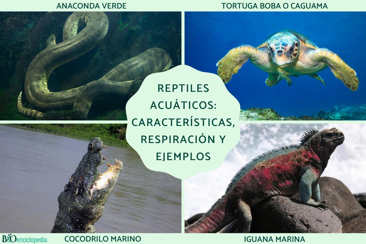 Reptiles acuáticos: características, respiración y ejemplos actuales y prehistóricos