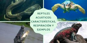 Reptiles acuáticos: características, respiración y ejemplos actuales y prehistóricos