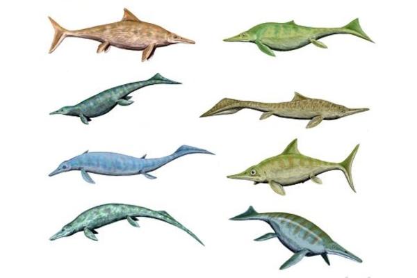 Reptiles acuáticos: características, respiración y ejemplos actuales y prehistóricos - 