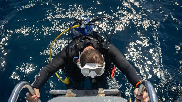 Científicos alertan de la expansión de una ostra tropical invasora por las costas españolas: el calentamiento del Mediterráneo favorece su avance - Una red de científicos lleva años siguiendo el avance de esta especie
