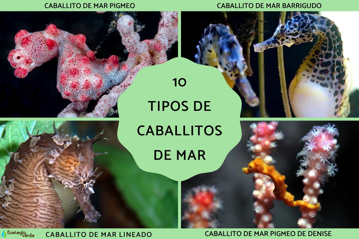Tipos de caballitos de mar