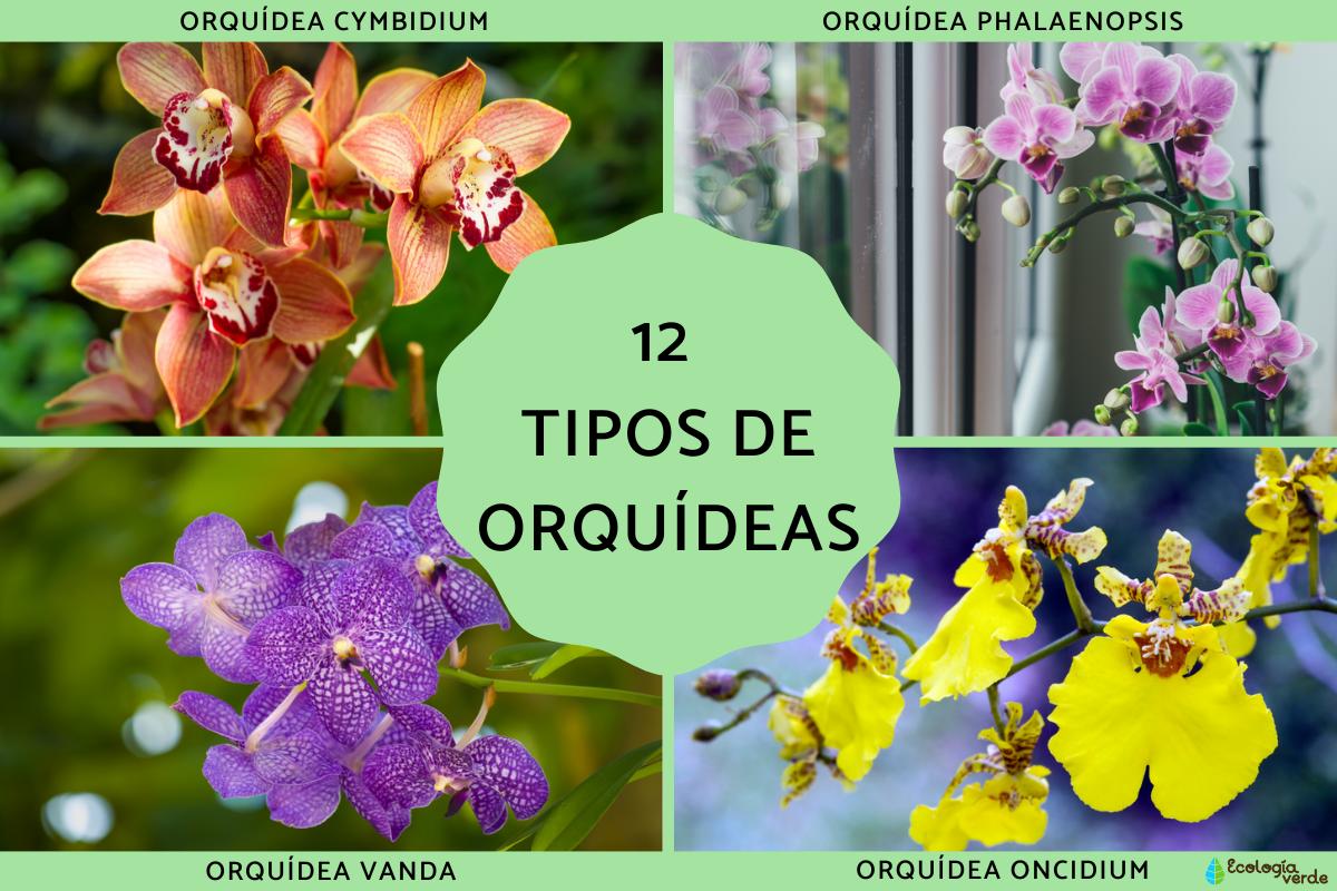 Tipos de orquídeas