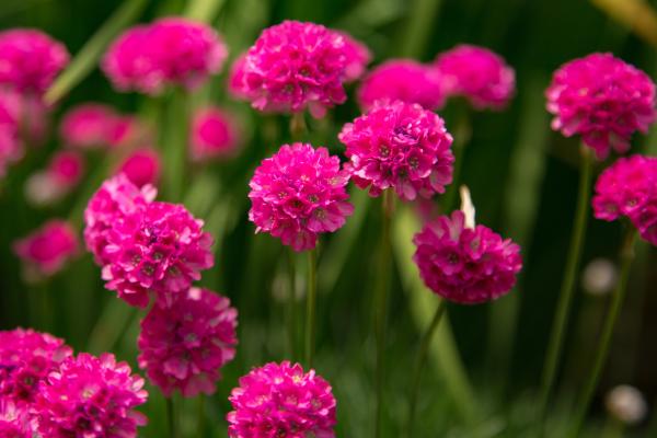 Plantas vivaces: qué son, ejemplos y cuidados - Clavelina de mar (Armeria maritima)