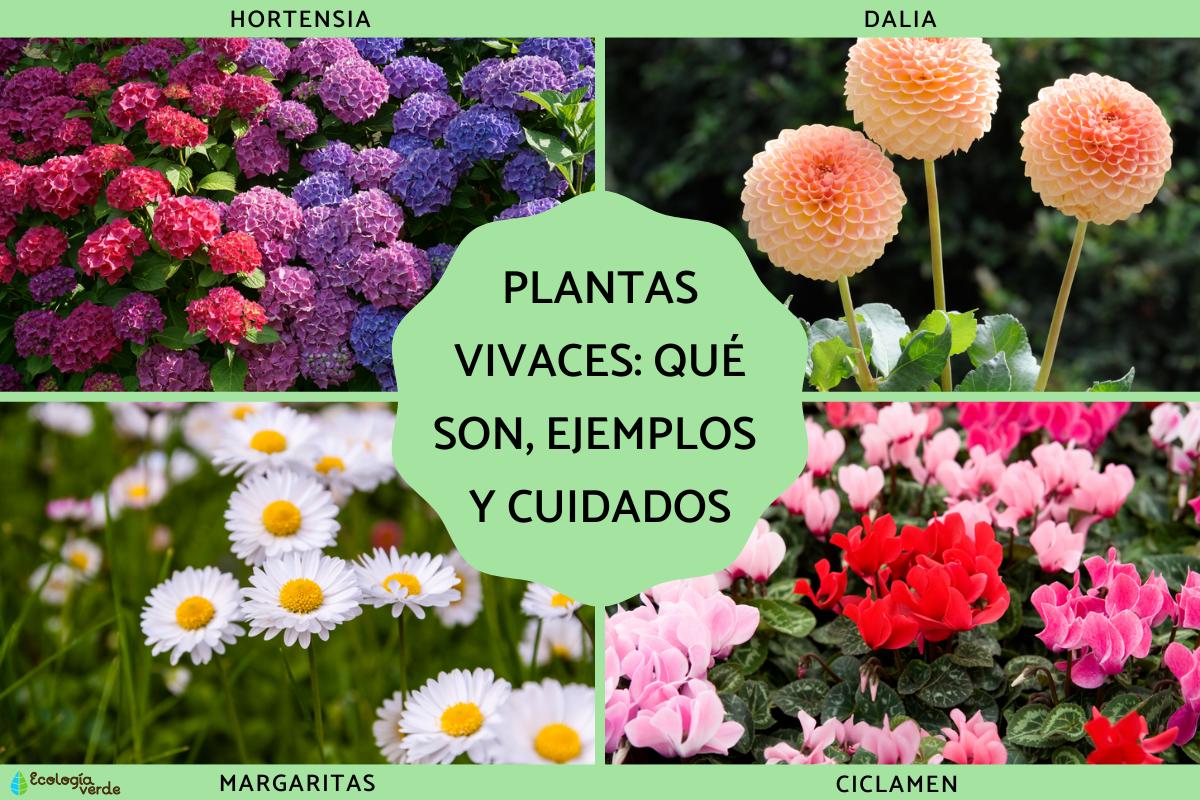 Plantas vivaces: qué son, ejemplos y cuidados