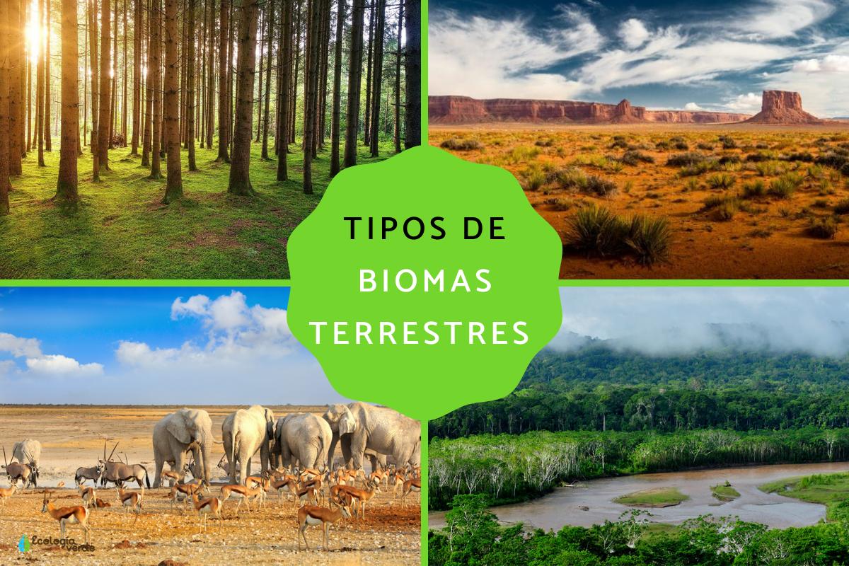 Tipos de biomas terrestres