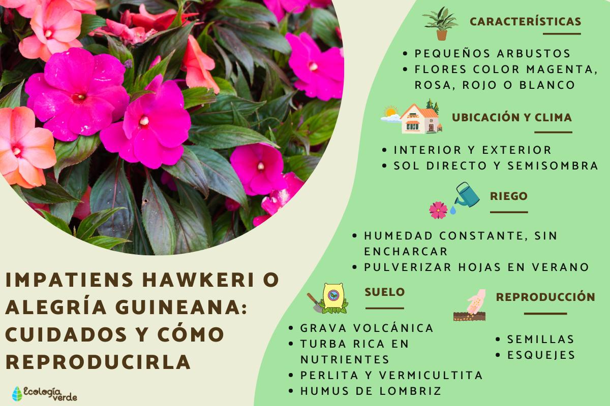 Impatiens hawkeri o alegría guineana: cuidados y cómo reproducirla