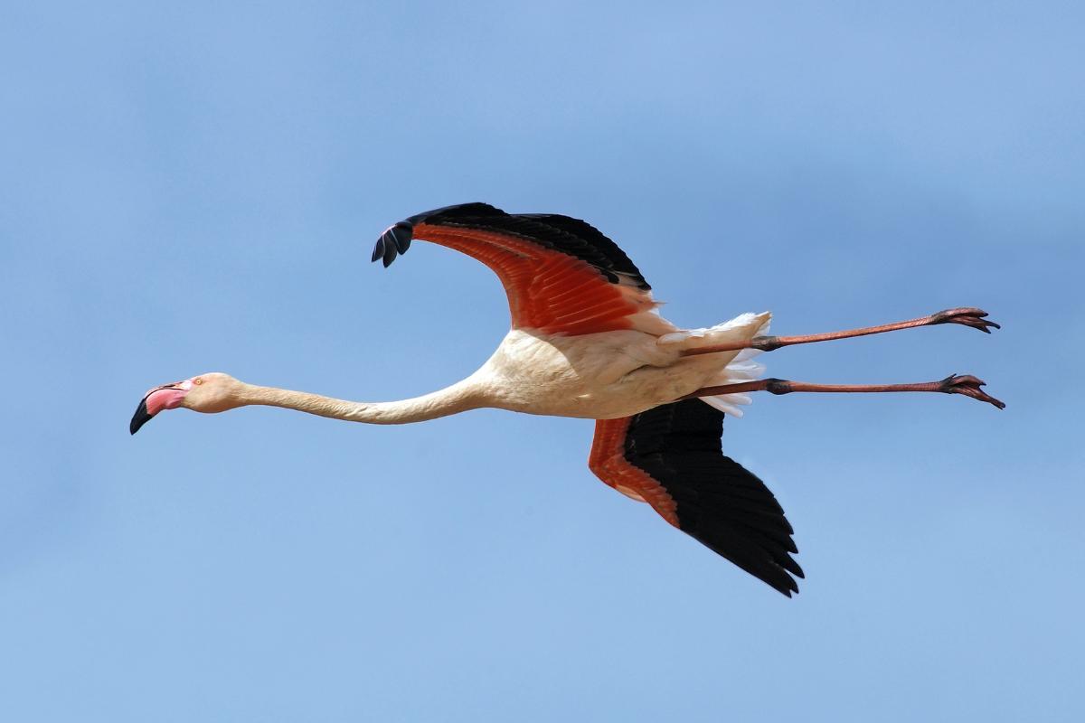 ¿Los flamencos vuelan?