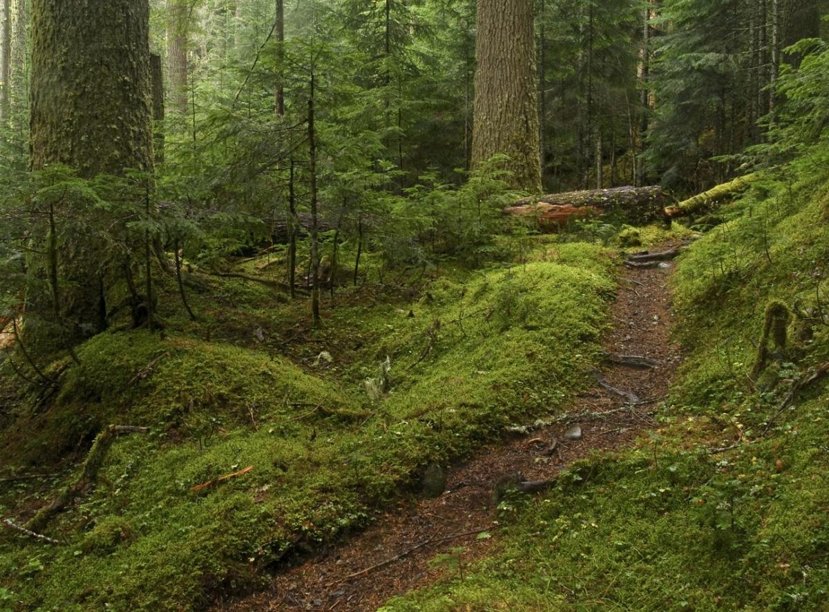 Bosques secundarios: qué son, características, flora y fauna