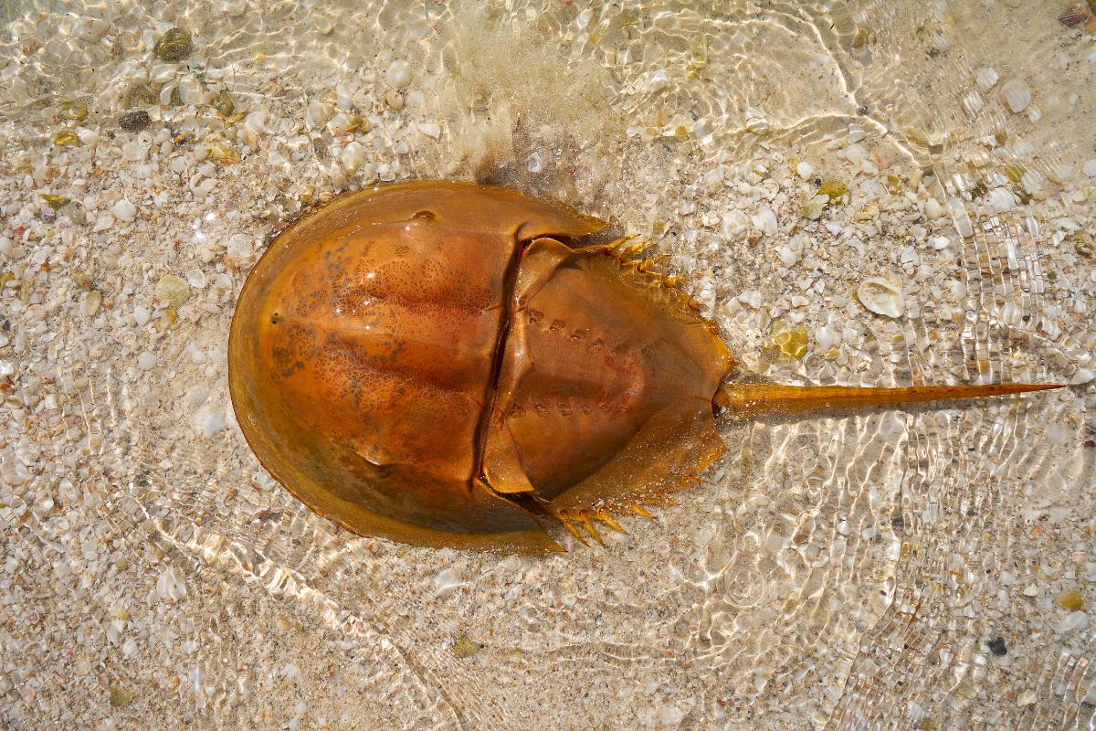 Fósil viviente: qué es y ejemplos