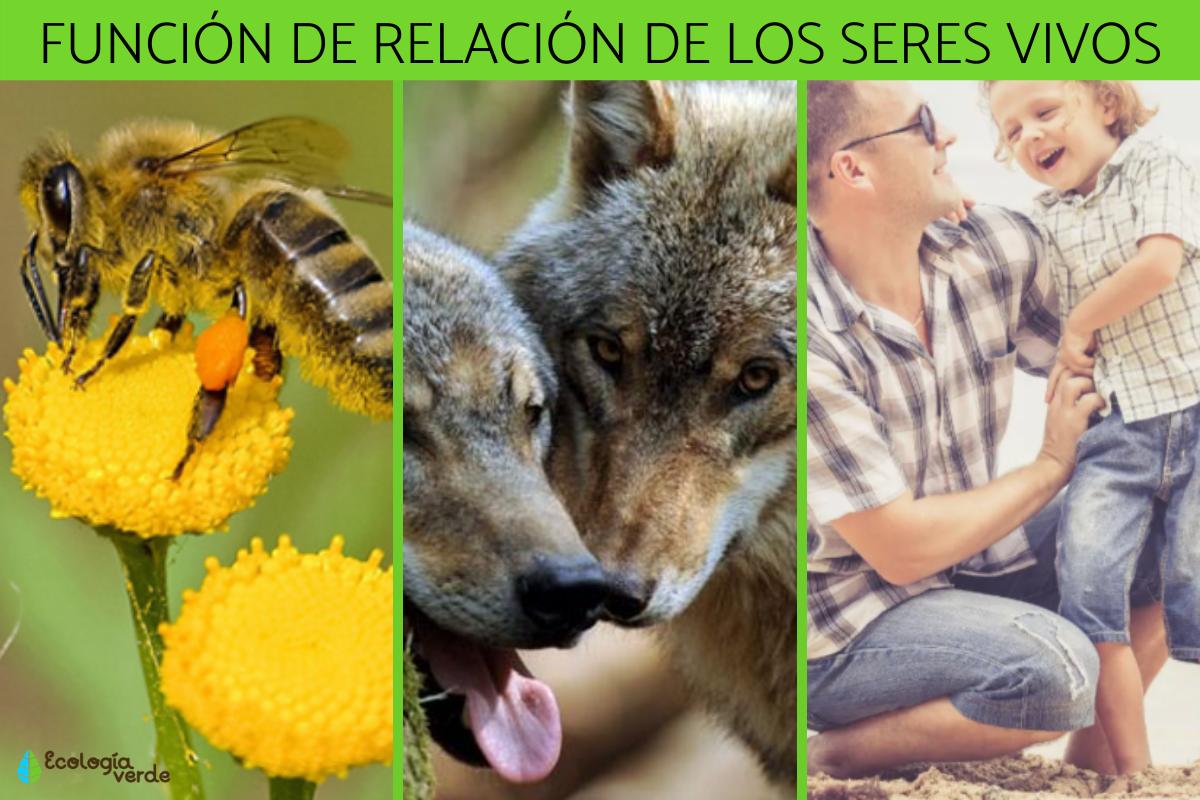 Función de relación: qué es, fases y ejemplos
