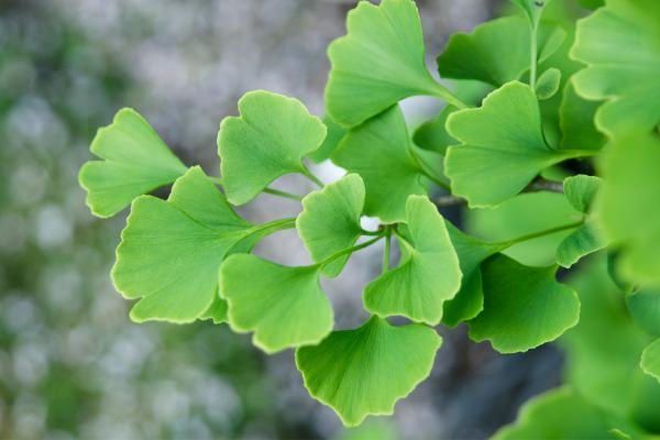 Fósil viviente: qué es y ejemplos - Ginkgo biloba