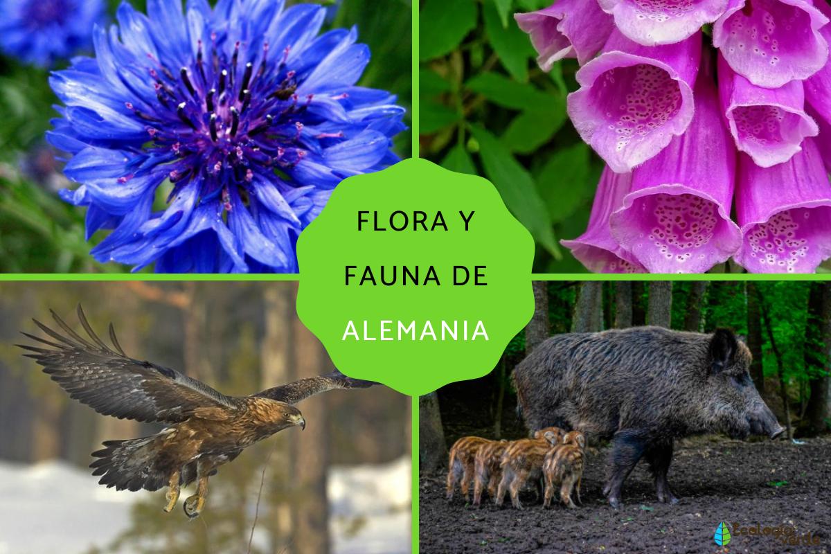 Flora y fauna de Alemania