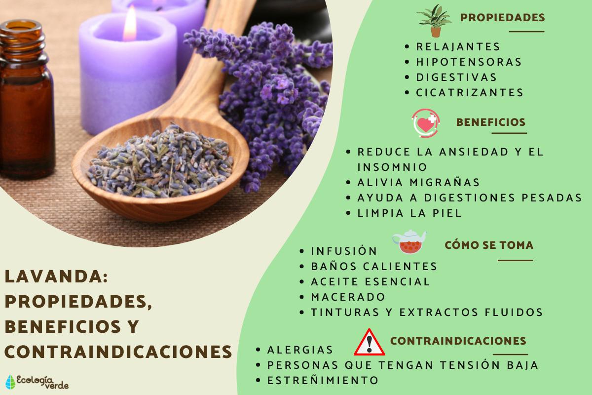 Lavanda: propiedades, beneficios y contraindicaciones