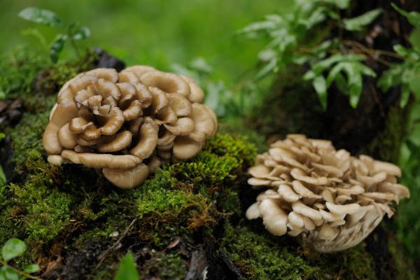 Setas japonesas: tipos y usos en la cocina - Maitake (Grifola frondosa)
