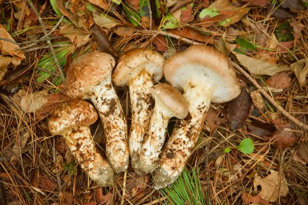 Setas japonesas: tipos y usos en la cocina - Matsutake (Tricholoma matsutake)
