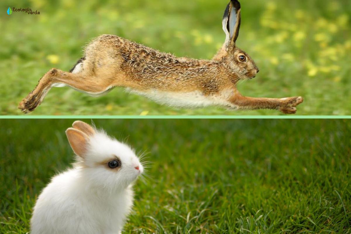 Diferencia entre liebre y conejo