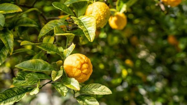 Hojas arrugadas en el limonero: la señal de alerta que indica que tu árbol está en peligro (y cómo salvarlo) - Falta de agua: el motivo más común detrás de las hojas arrugadas