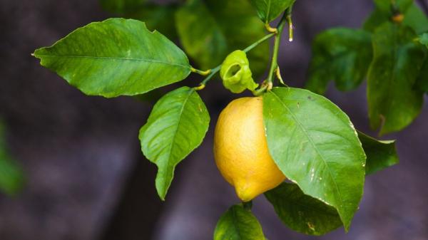 Hojas arrugadas en el limonero: la señal de alerta que indica que tu árbol está en peligro (y cómo salvarlo) - Falta de fósforo: cuando el limonero no tiene los nutrientes que necesita