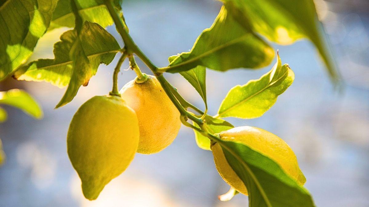 Hojas arrugadas en el limonero: la señal de alerta que indica que tu árbol está en peligro (y cómo salvarlo)