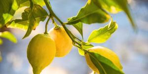 Hojas arrugadas en el limonero: la señal de alerta que indica que tu árbol está en peligro (y cómo salvarlo)