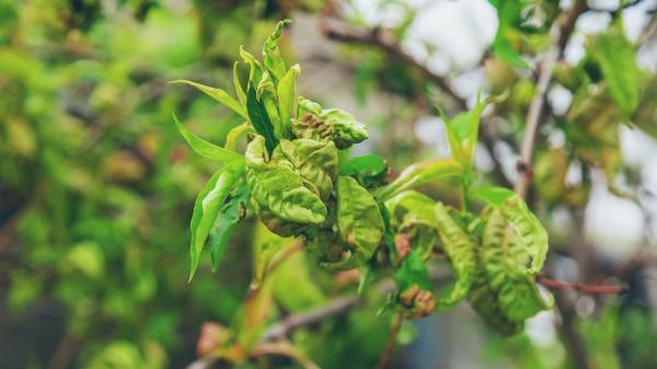 Hojas arrugadas en el limonero: la señal de alerta que indica que tu árbol está en peligro (y cómo salvarlo) - Temperaturas demasiado altas: el estrés por calor también afecta al limonero