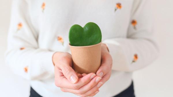 Las plantas que puedes regalar en Sant Jordi (y que duran mucho más que una rosa cortada) - Alternativas de plantas con un toque rojo y romántico: un regalo original para Sant Jordi