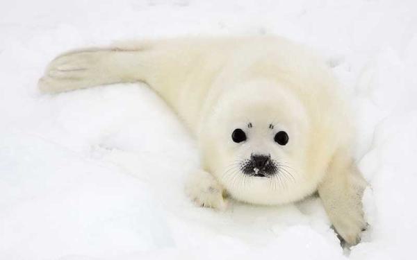 Foca - Descripción de la foca