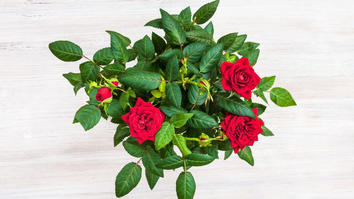 Las plantas que puedes regalar en Sant Jordi (y que duran mucho más que una rosa cortada)