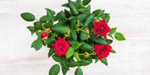 Las plantas que puedes regalar en Sant Jordi (y que duran mucho más que una rosa cortada)