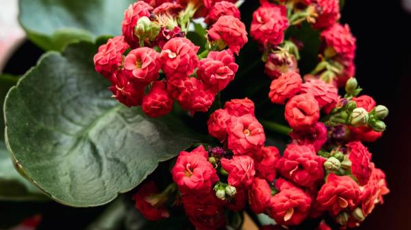 Las plantas que puedes regalar en Sant Jordi (y que duran mucho más que una rosa cortada) - Más que una rosa en Sant Jordi: regalos que duran y tienen sentido