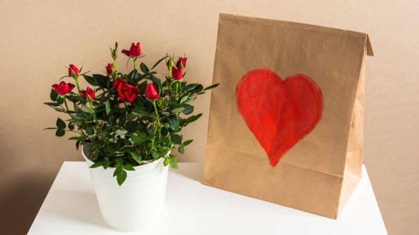 Las plantas que puedes regalar en Sant Jordi (y que duran mucho más que una rosa cortada) - Plantas con el mismo significado que la rosa cortada y mucho más duraderas