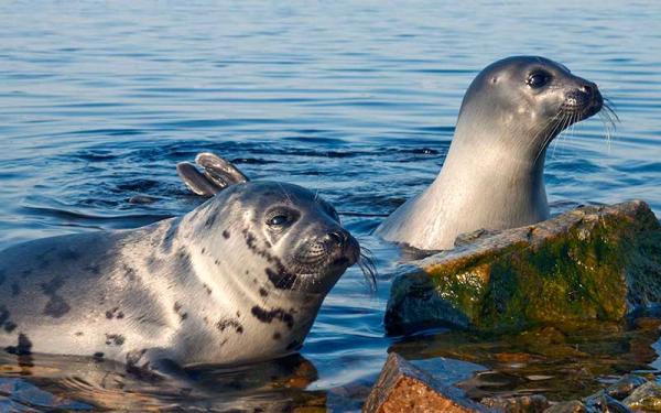 Foca - Reproducción de la foca