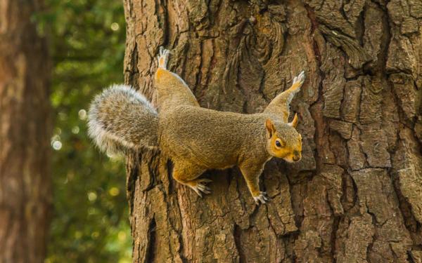 Ardilla - Alimentación