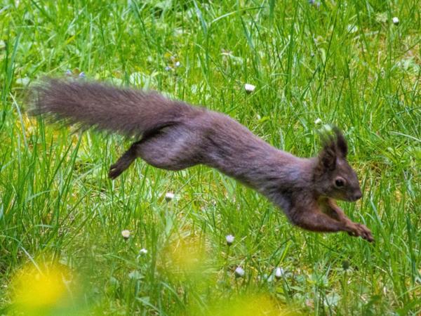 Ardilla - Comportamiento