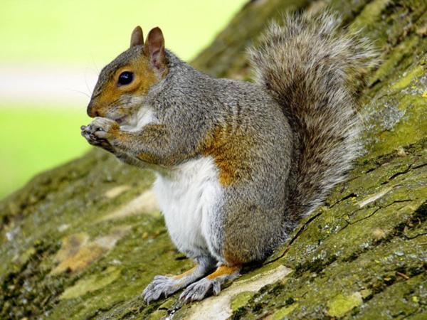 Ardilla - Descripción