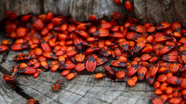 Ni plaga ni peligro: la explicación detrás de los cientos de insectos rojos que han aparecido en Alicante - Las imágenes que más están sorprendiendo a los vecinos de Alicante