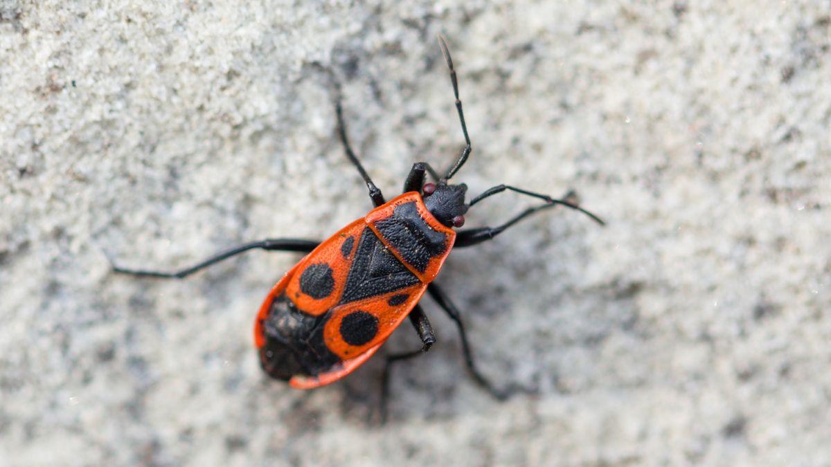 Ni plaga ni peligro: la explicación detrás de los cientos de insectos rojos que han aparecido en Alicante