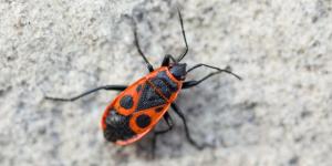 Ni plaga ni peligro: la explicación detrás de los cientos de insectos rojos que han aparecido en Alicante