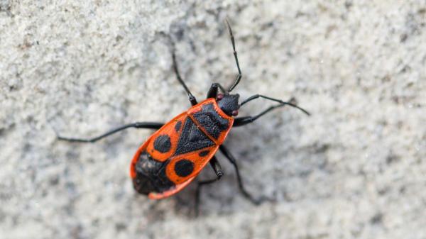 Ni plaga ni peligro: la explicación detrás de los cientos de insectos rojos que han aparecido en Alicante