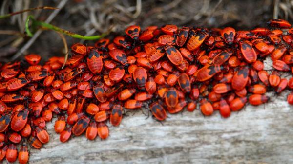 Ni plaga ni peligro: la explicación detrás de los cientos de insectos rojos que han aparecido en Alicante - ¿Por qué este año parecen más numerosos que otros?