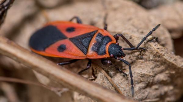 Ni plaga ni peligro: la explicación detrás de los cientos de insectos rojos que han aparecido en Alicante - ¿Por qué tienen esos colores tan llamativos?
