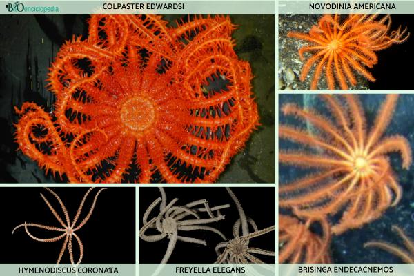 Tipos de estrellas de mar - Brisingida