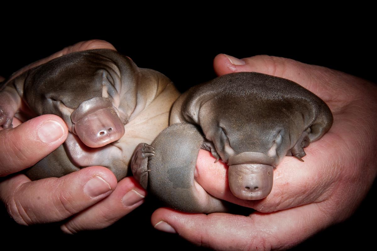 ¿El ornitorrinco es un mamífero?