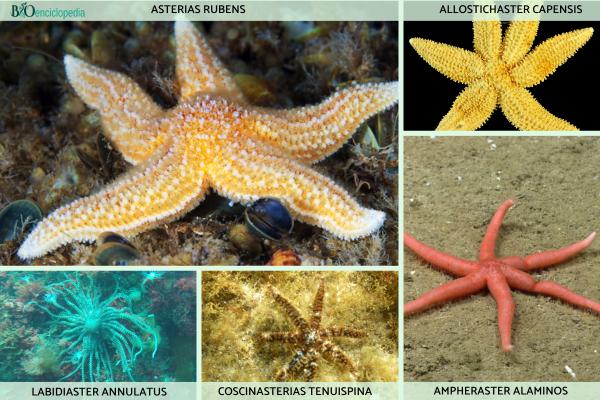 Tipos de estrellas de mar - Forcipulatida