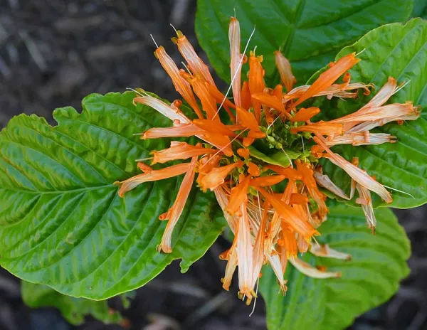 Tomado de ecologíaverde.com para Entrada Cómo convertir tu casa en un paraíso de los colibríes con estas plantas