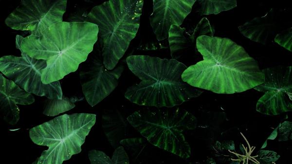Un eclipse solar cambia el comportamiento de las plantas: esta es la explicación científica - No todas las plantas reaccionan igual a un eclipse solar, la clave está en su adaptación a la luz