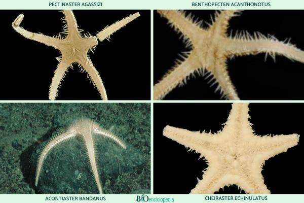 Tipos de estrellas de mar - Notomyotida