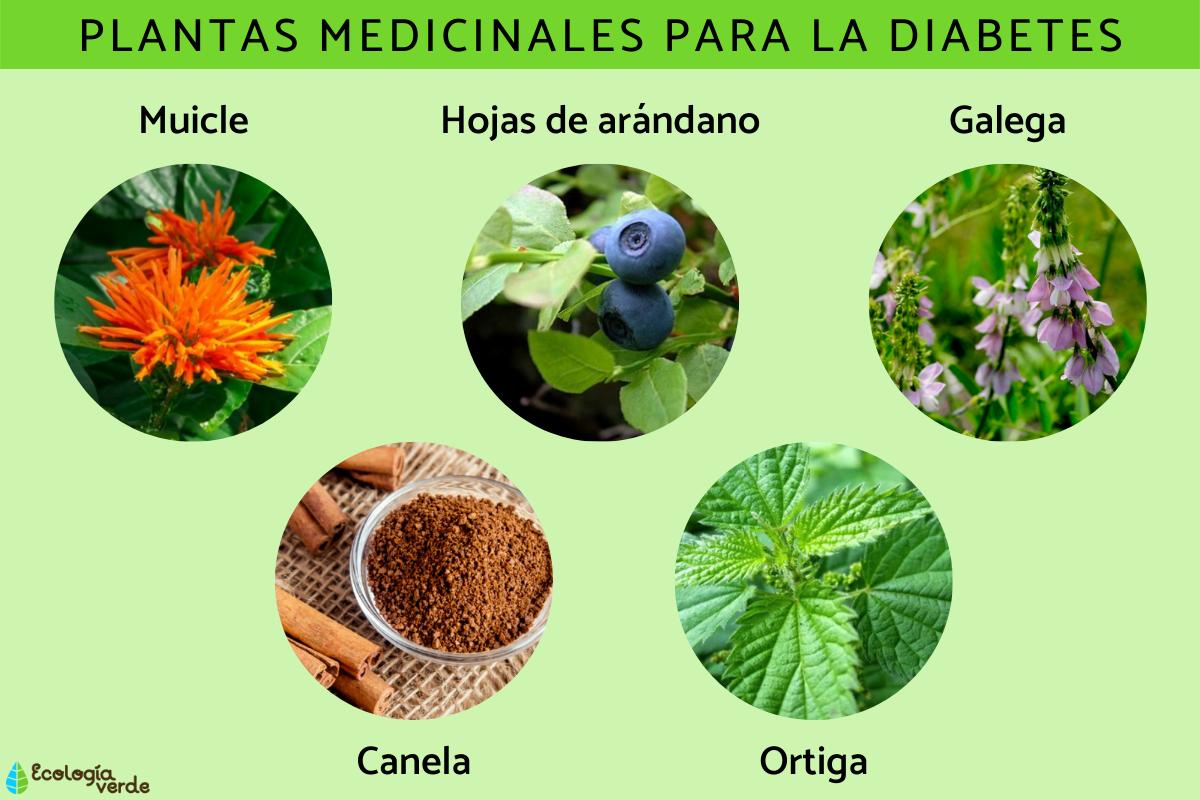 https://cdn0.ecologiaverde.com/es/posts/8/8/8/plantas_medicinales_para_la_diabetes_2888_orig.jpg?utm_source=chatgpt.com